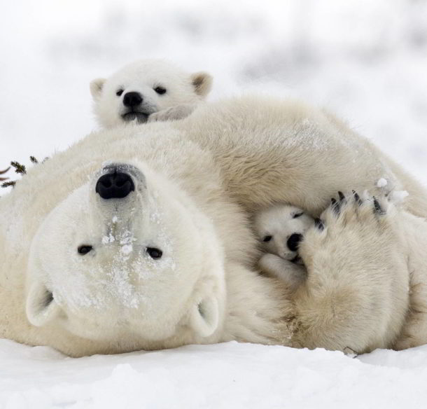 Polar bear with cubs in the Wapusk National Park, Churchill, Manitoba, Canada