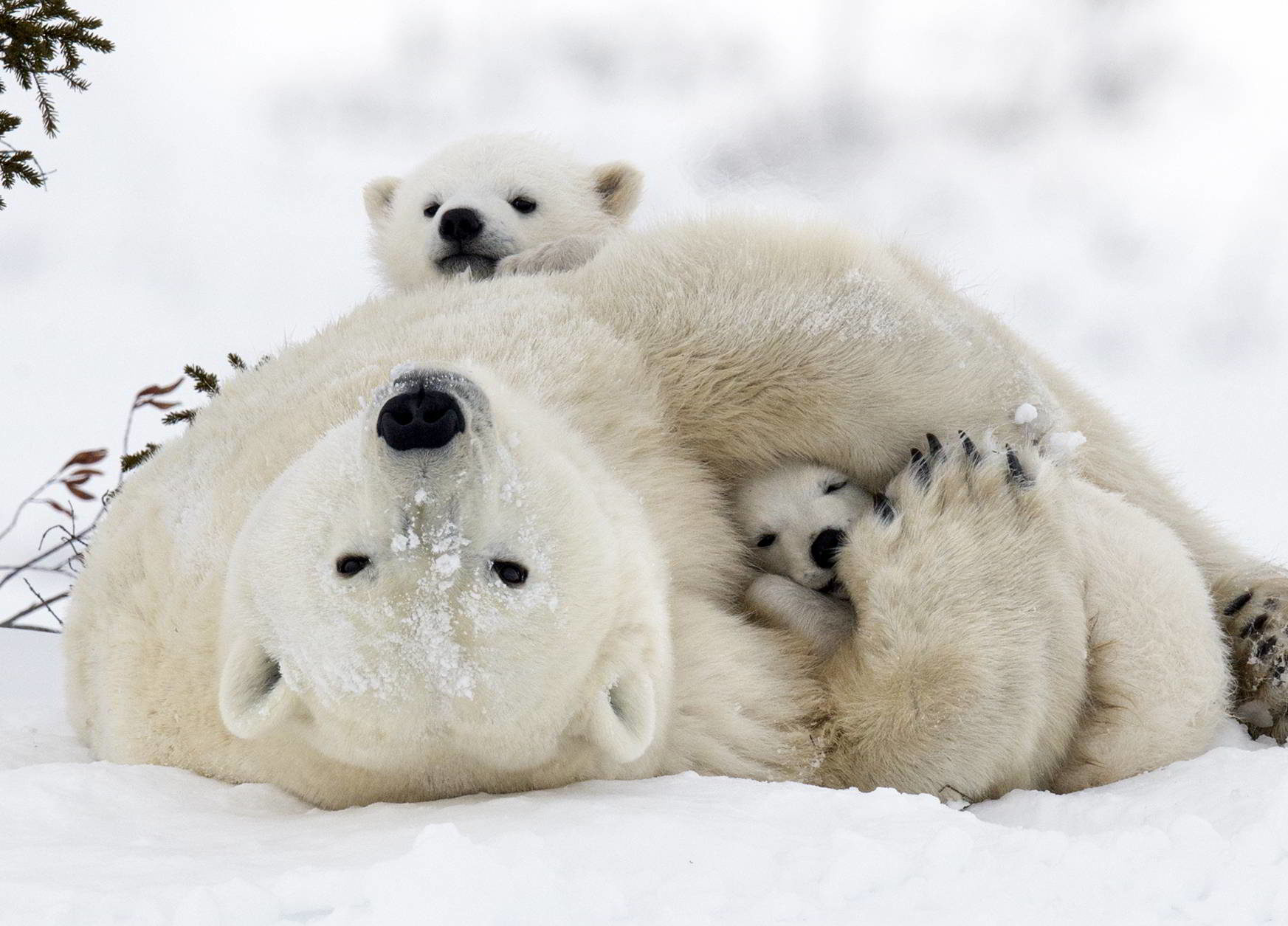 Polar bear with cubs in the Wapusk National Park, Churchill, Manitoba, Canada