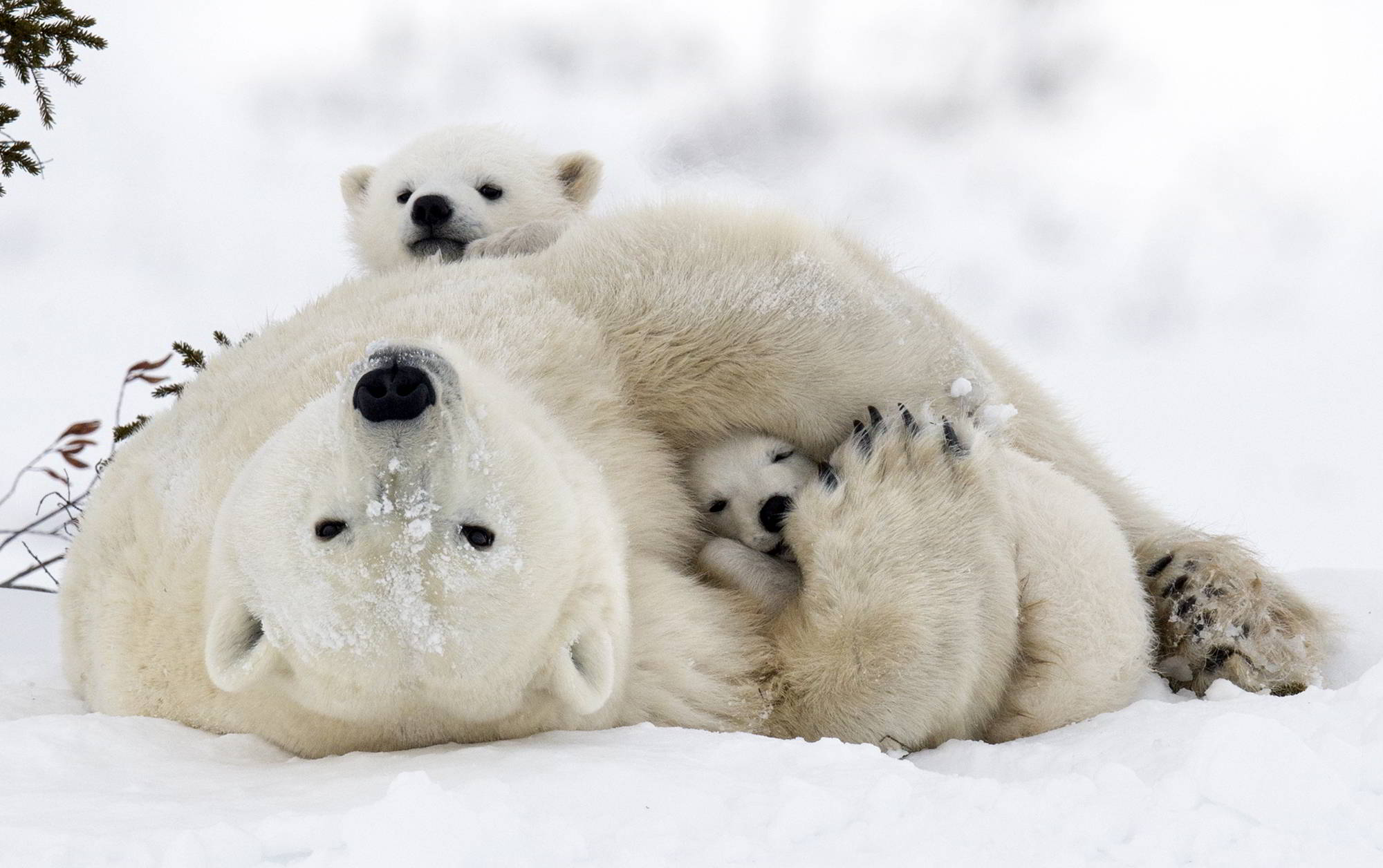 Polar bear with cubs in the Wapusk National Park, Churchill, Manitoba, Canada