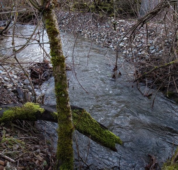 Restoring River in Salt Spring Island