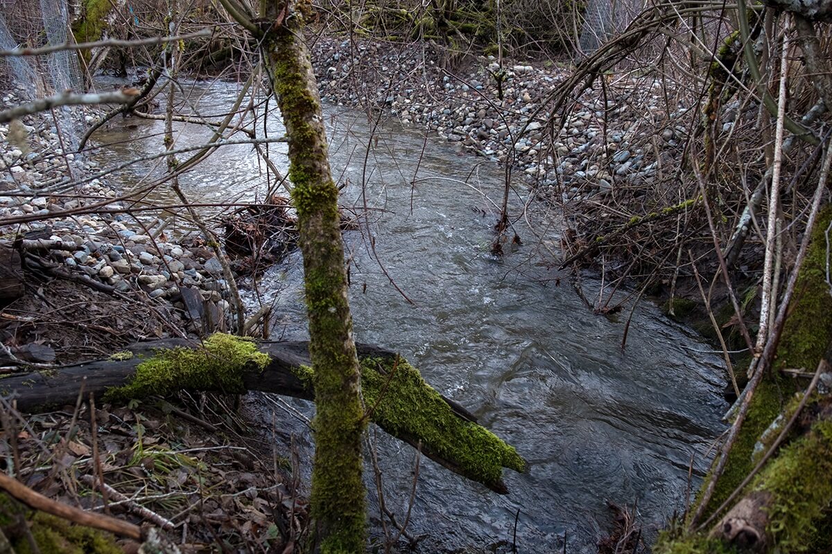 Restoring River in Salt Spring Island