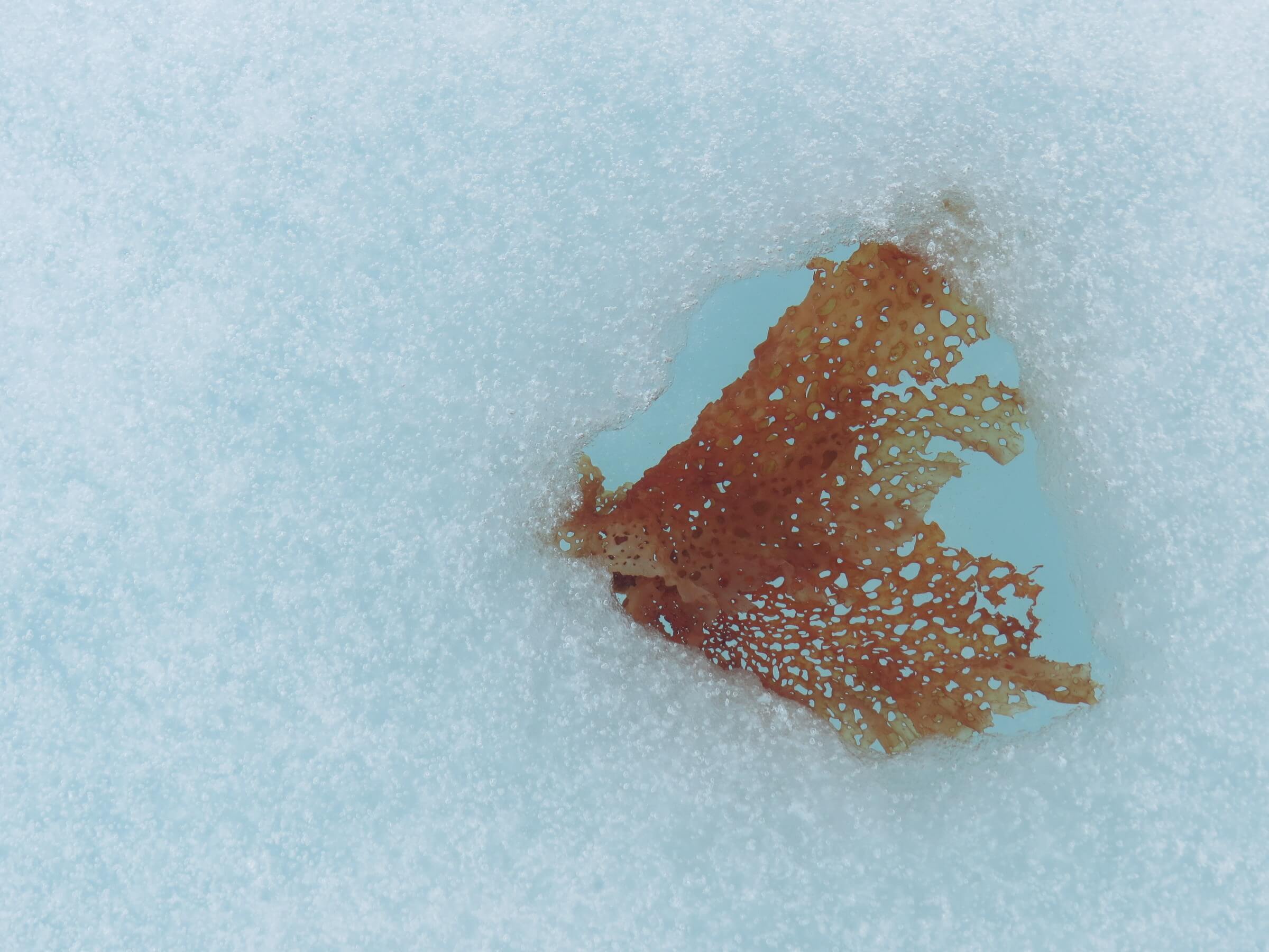 Sea weed under ice melt spot