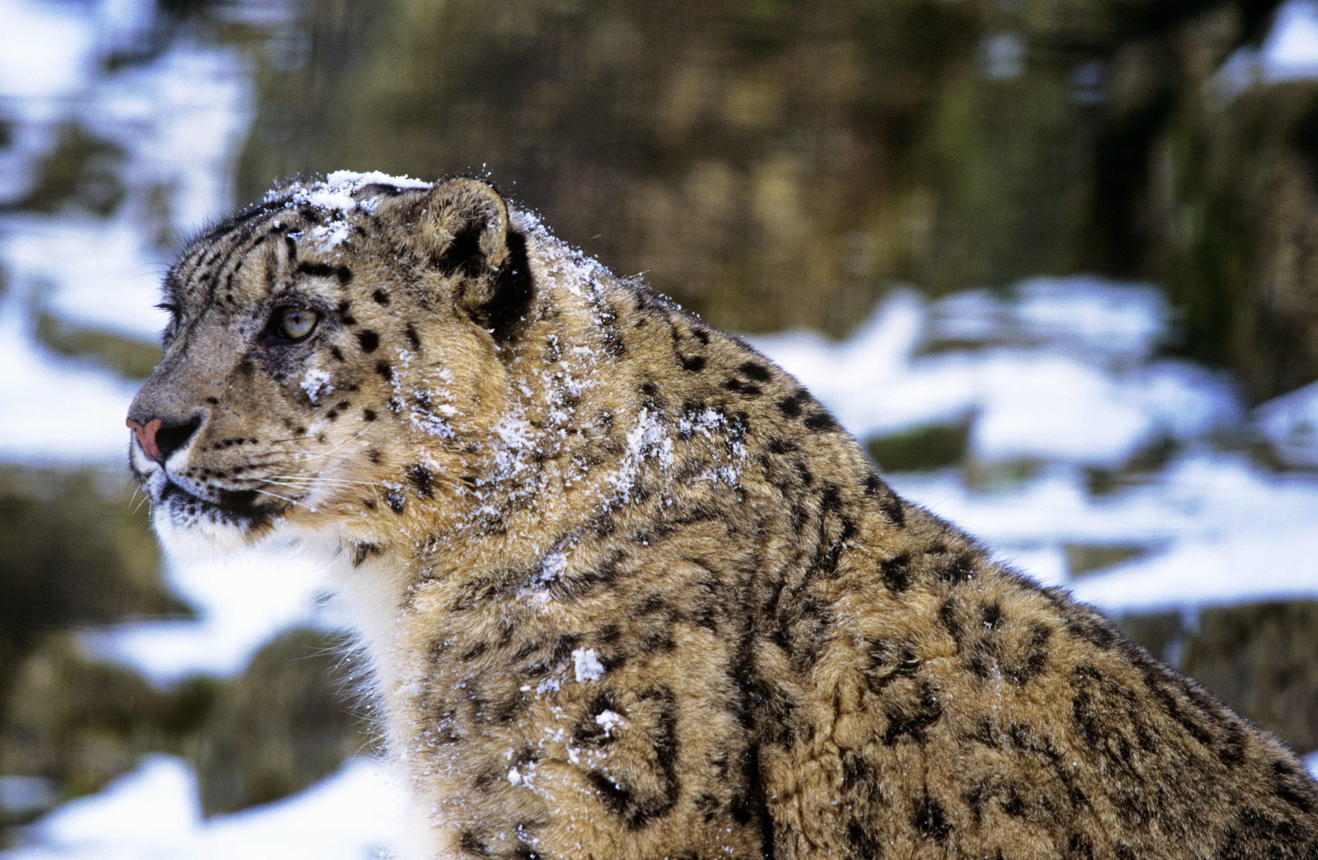 Snow Leopard: Species Facts, Info & More | WWF.CA