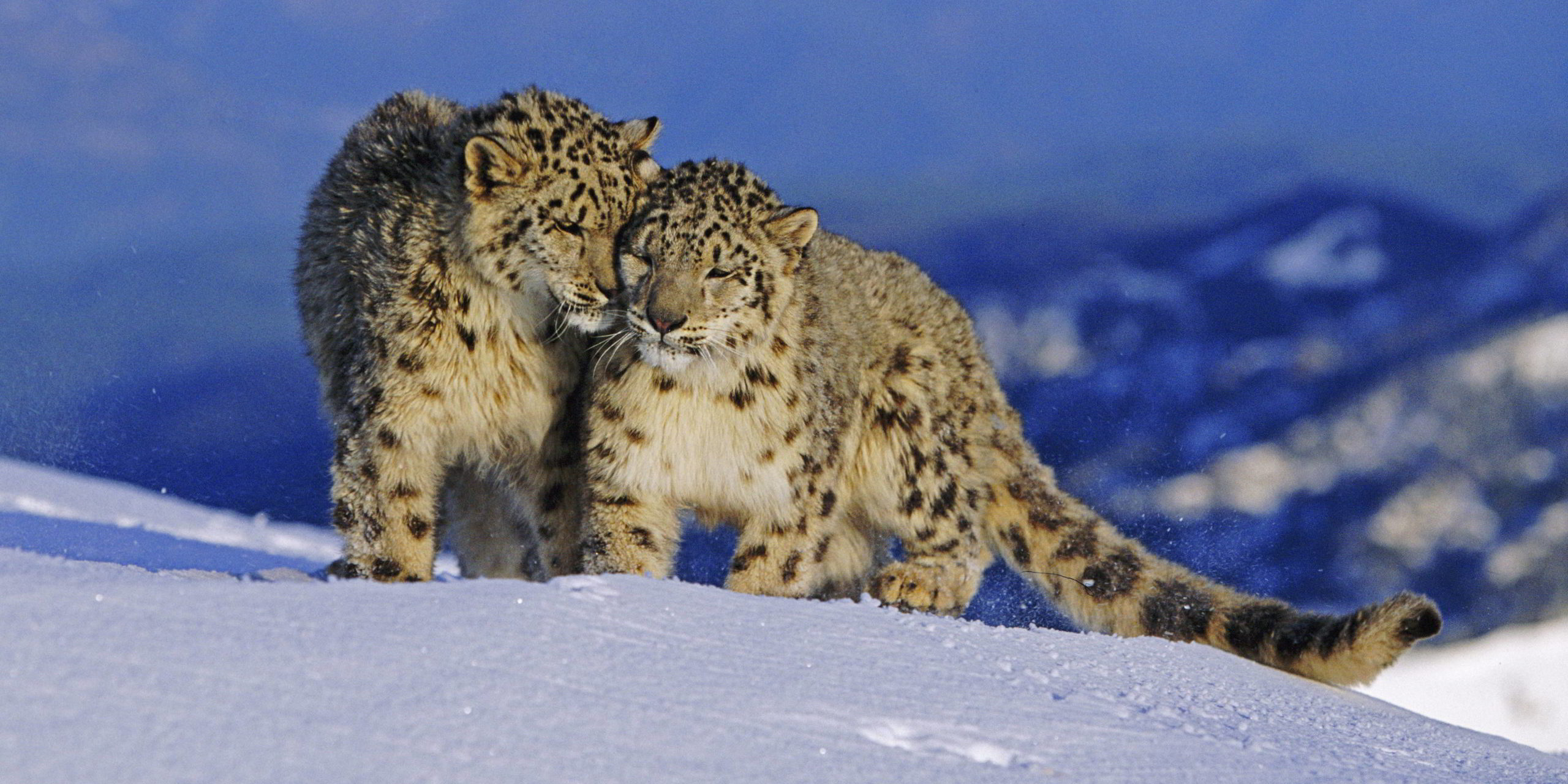 A pair of Snow leopards