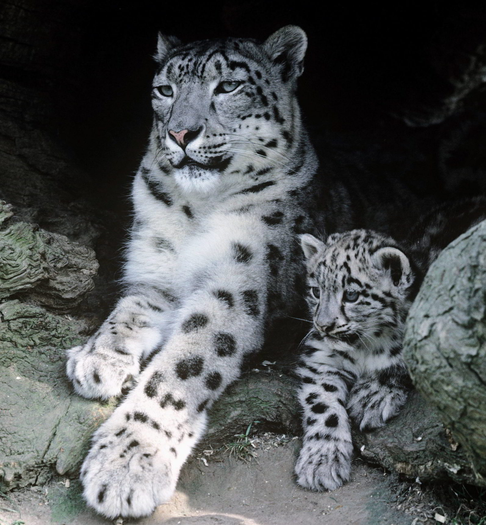 Snow Leopard Female Snow leopard with cub.