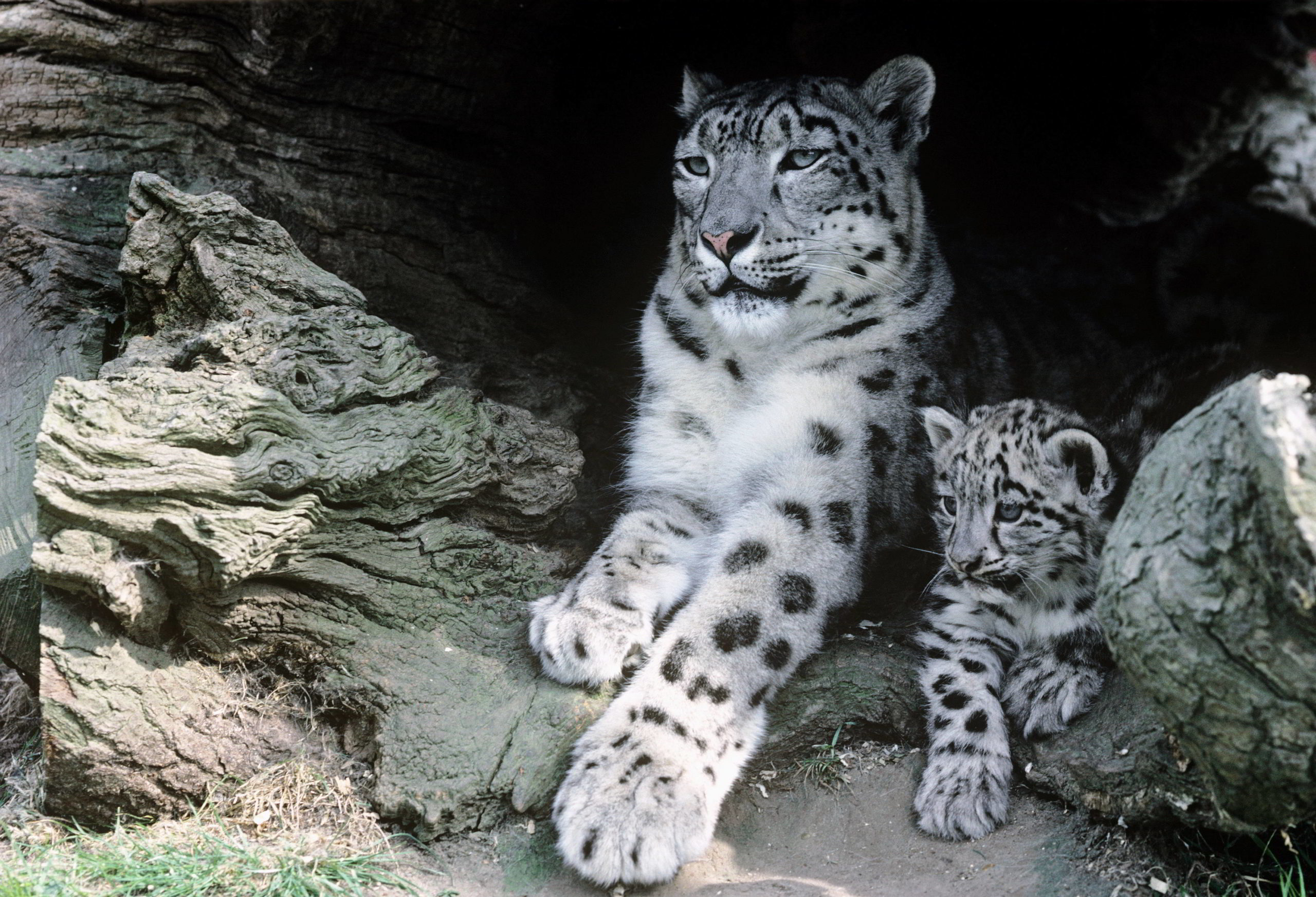 Snow Leopard Female Snow leopard with cub.