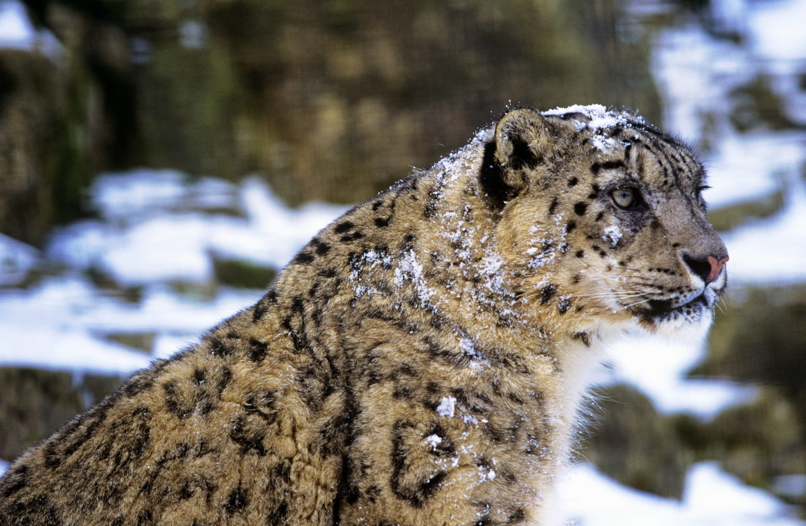 Snow Leopard standing in snow