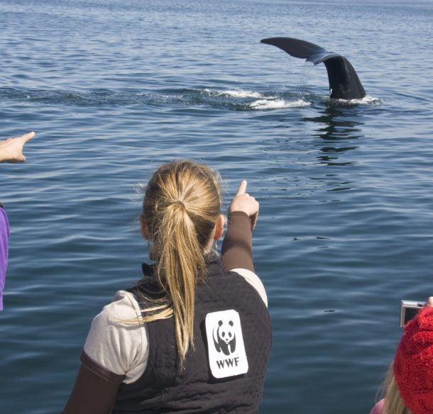 Spotting a North Atlantic right whale in the Bay of Fundy, Nova Scotia, Canada.