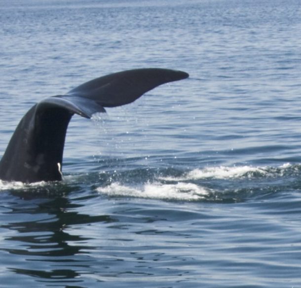 Spotting a North Atlantic right whale in the Bay of Fundy, Nova Scotia, Canada.