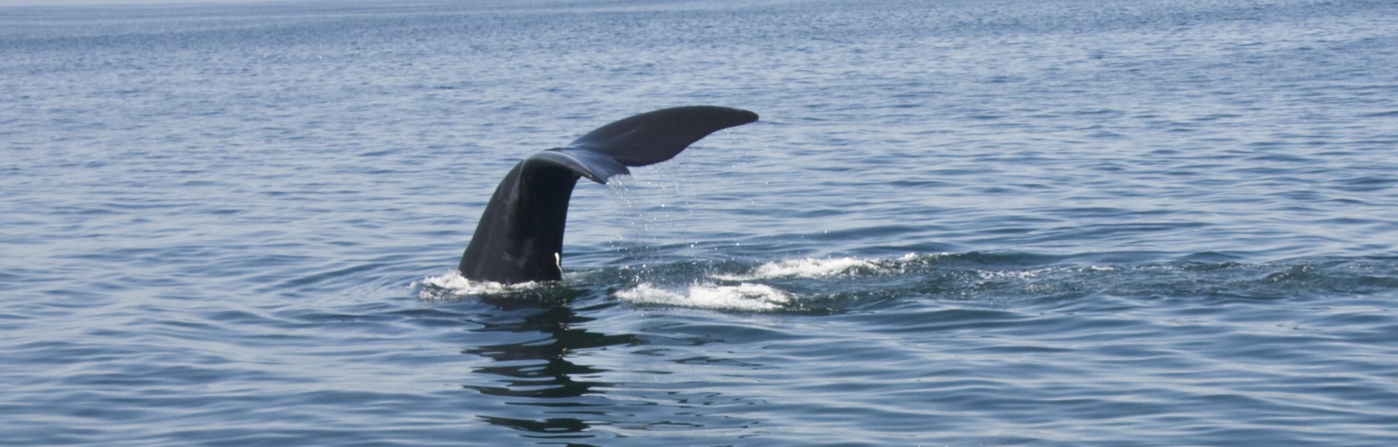 Spotting a North Atlantic right whale in the Bay of Fundy, Nova Scotia, Canada.