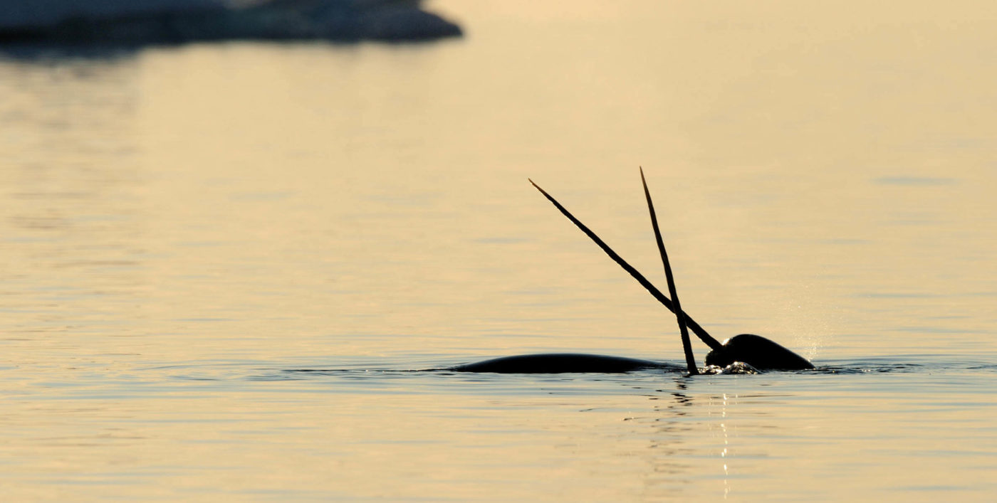 Narwhal crossing tusks above water surface. Baffin Island, Nunavut, Canada