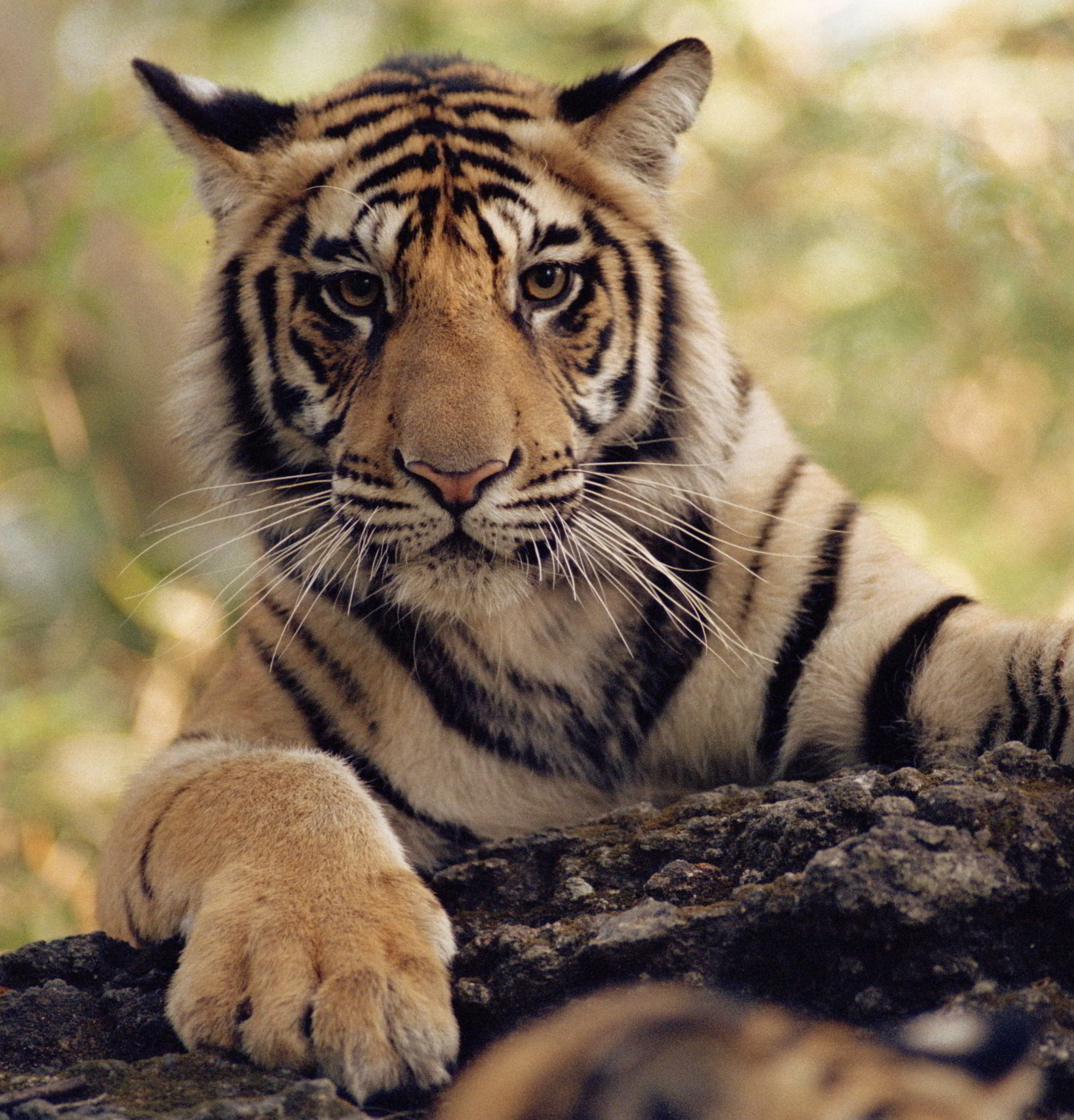 Tigers: Endangered Species Facts Info More WWF CA