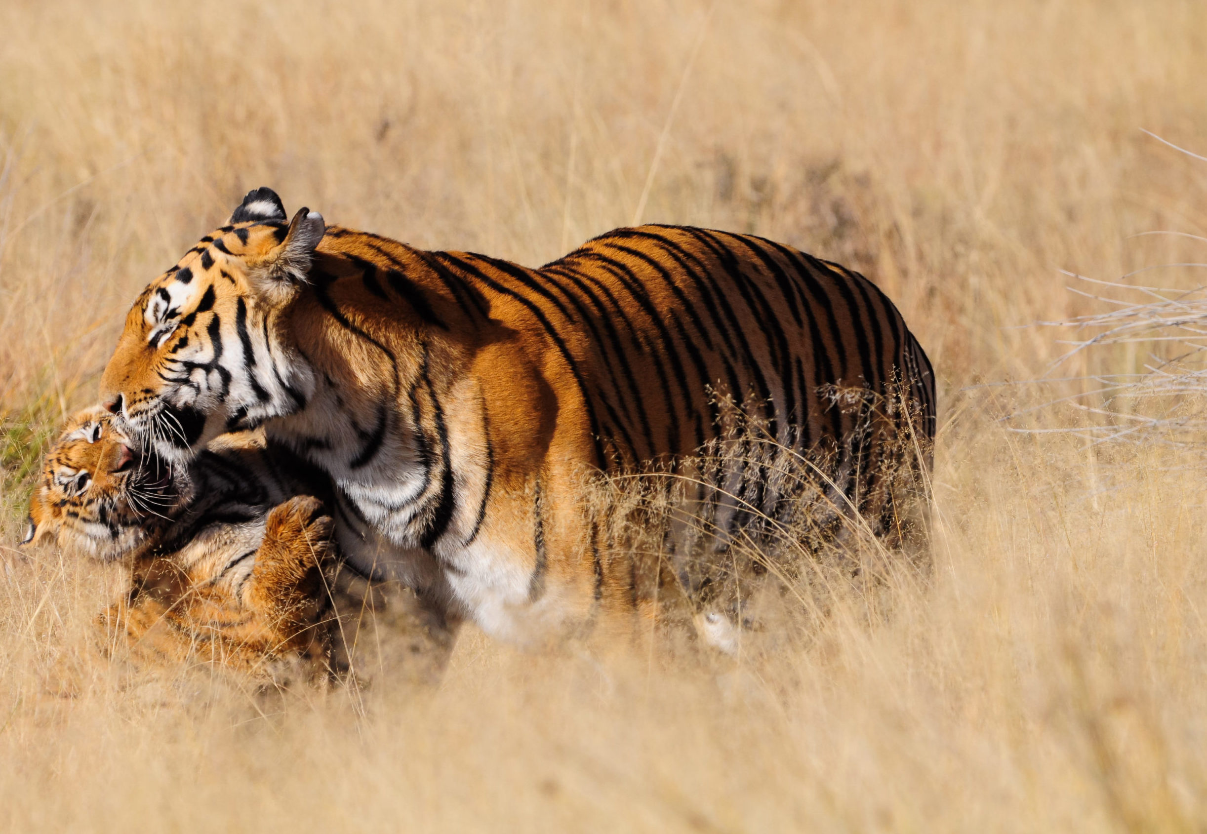 Tigers: Endangered Species Facts, Info & More | WWF.CA