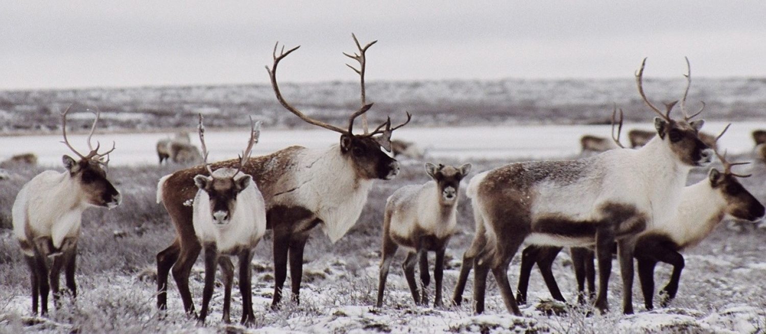 Herd of Caribou in the Yukon