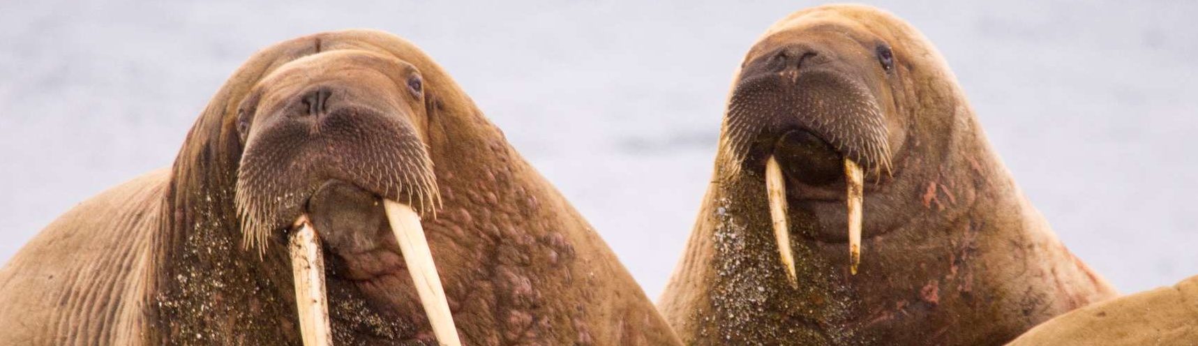 Atlantic Walrus