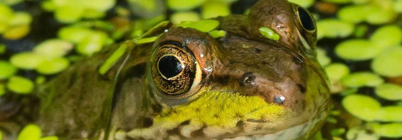 Frog in water