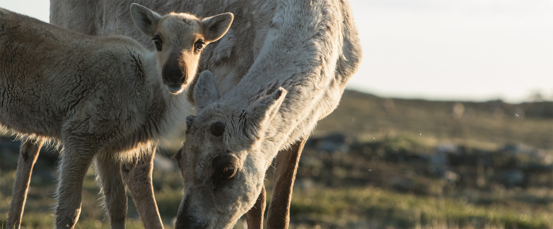 Barren Ground Caribou