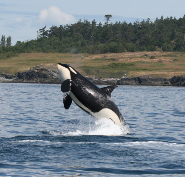 A southern resident Killer whale (Orcinus orca) leaping out of the waters of Haro Strait, British Columbia, Canada