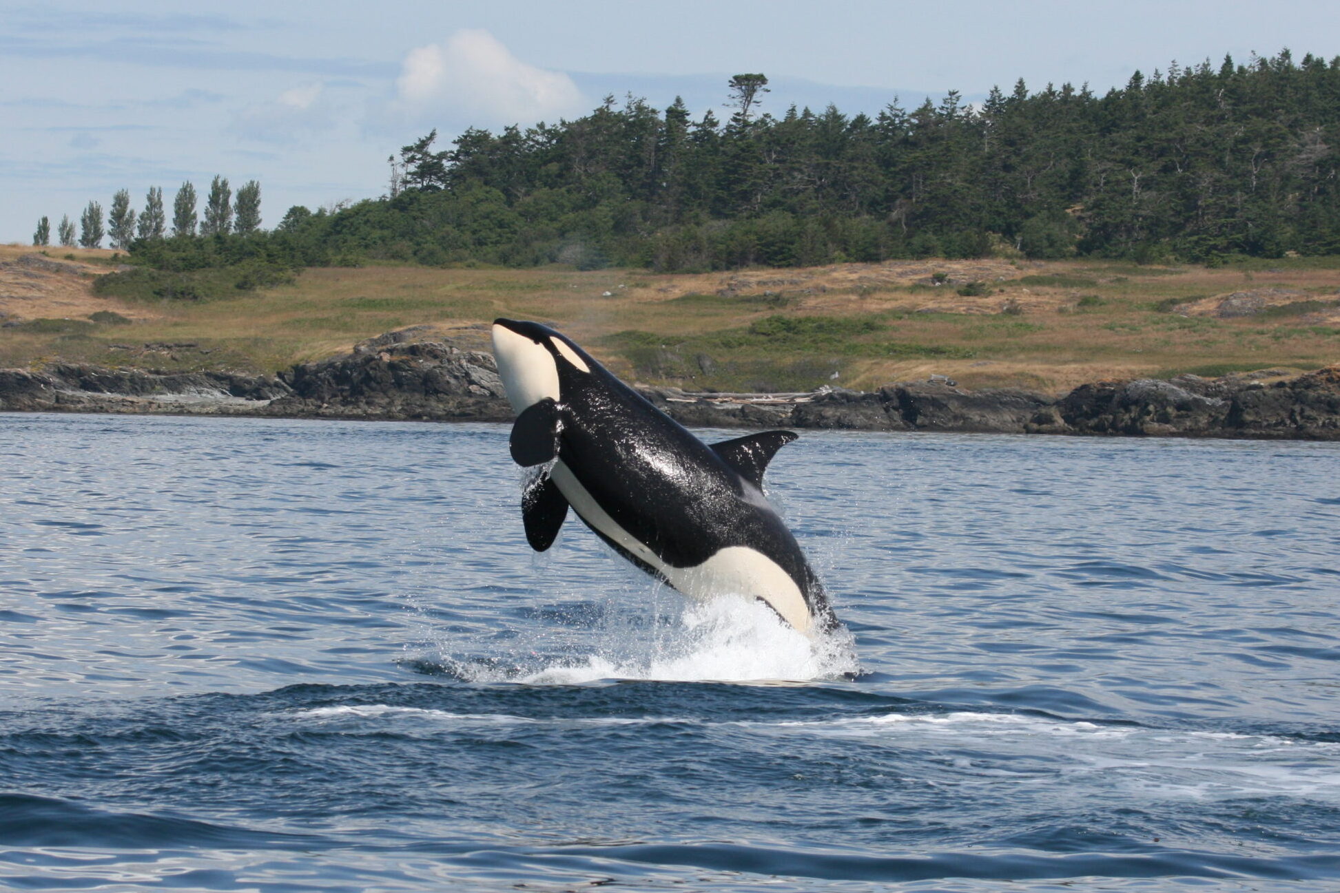 Killer whale, British Columbia, Canada