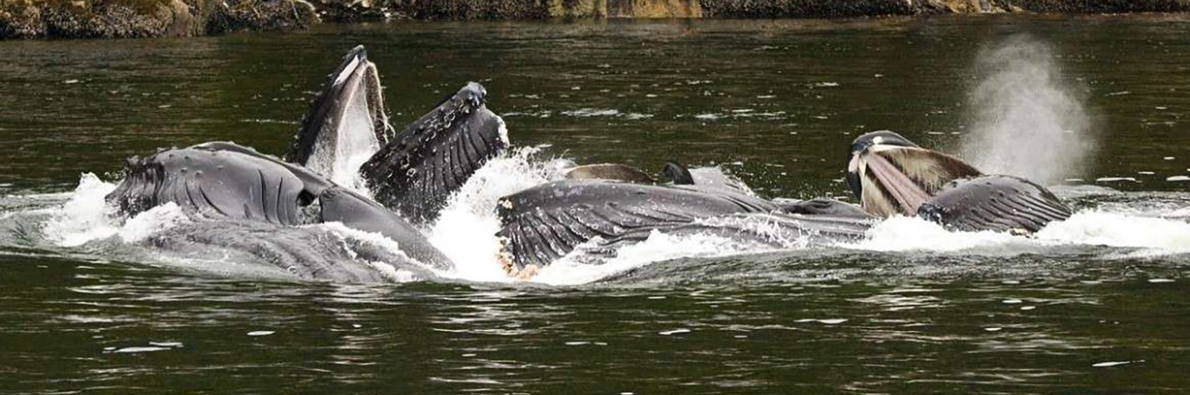 Whale Monitoring