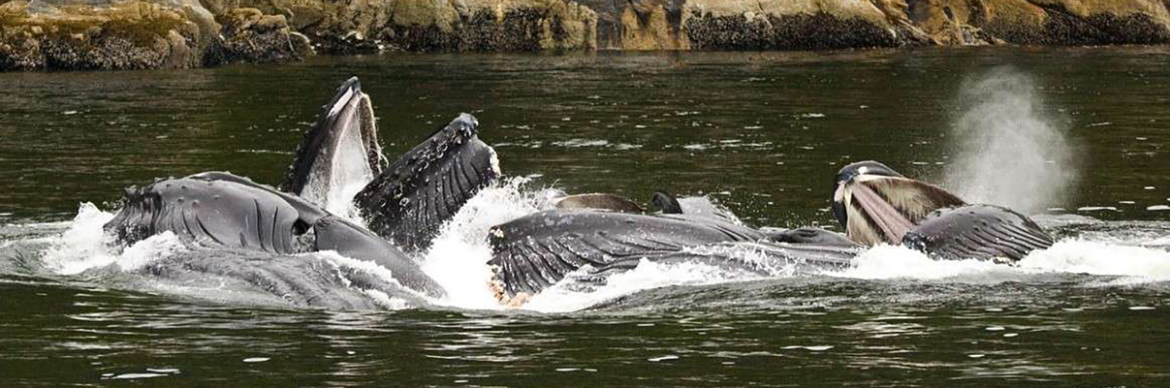 Whale Monitoring