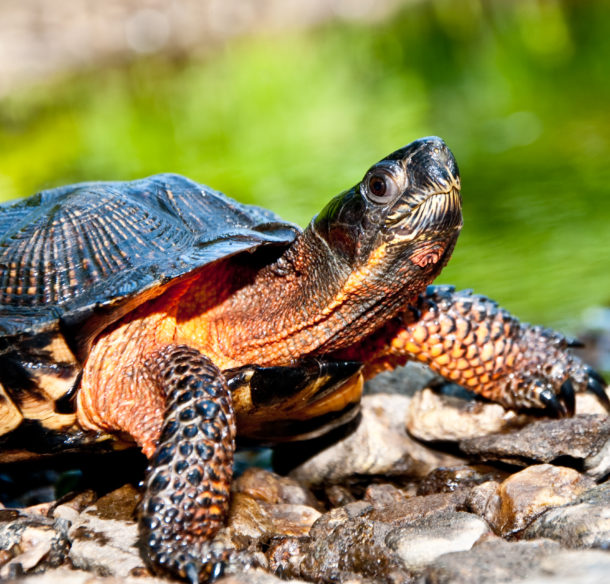 Wood Turtle