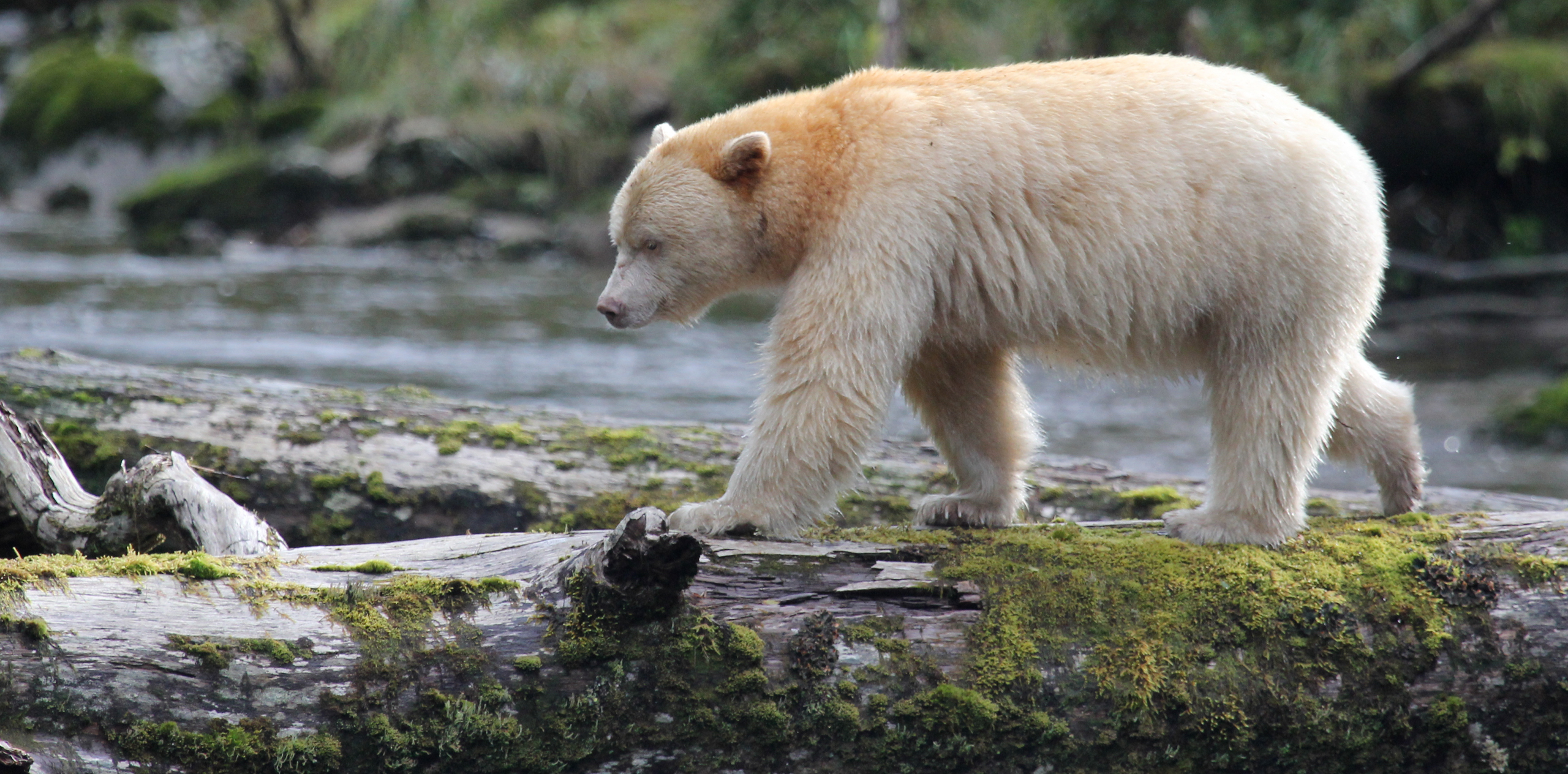 A Kermode bear walking across a river in the Great Bear Rainforest, British Columbia