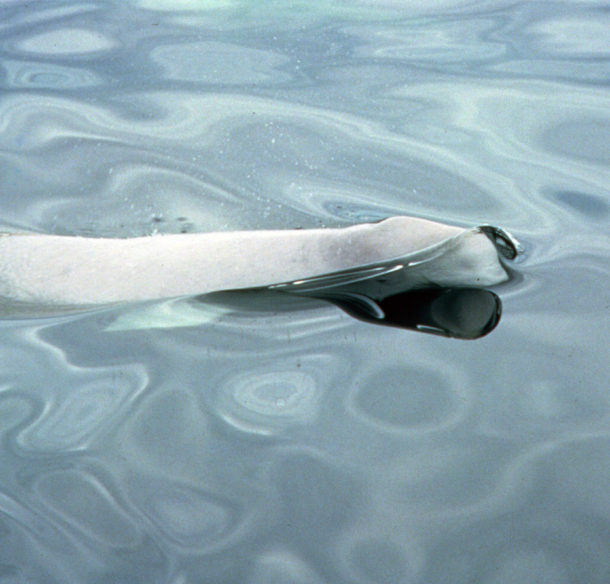 Beluga whale (Delphinapterus leucas), St. Lawrence River, Quebec, Canada.