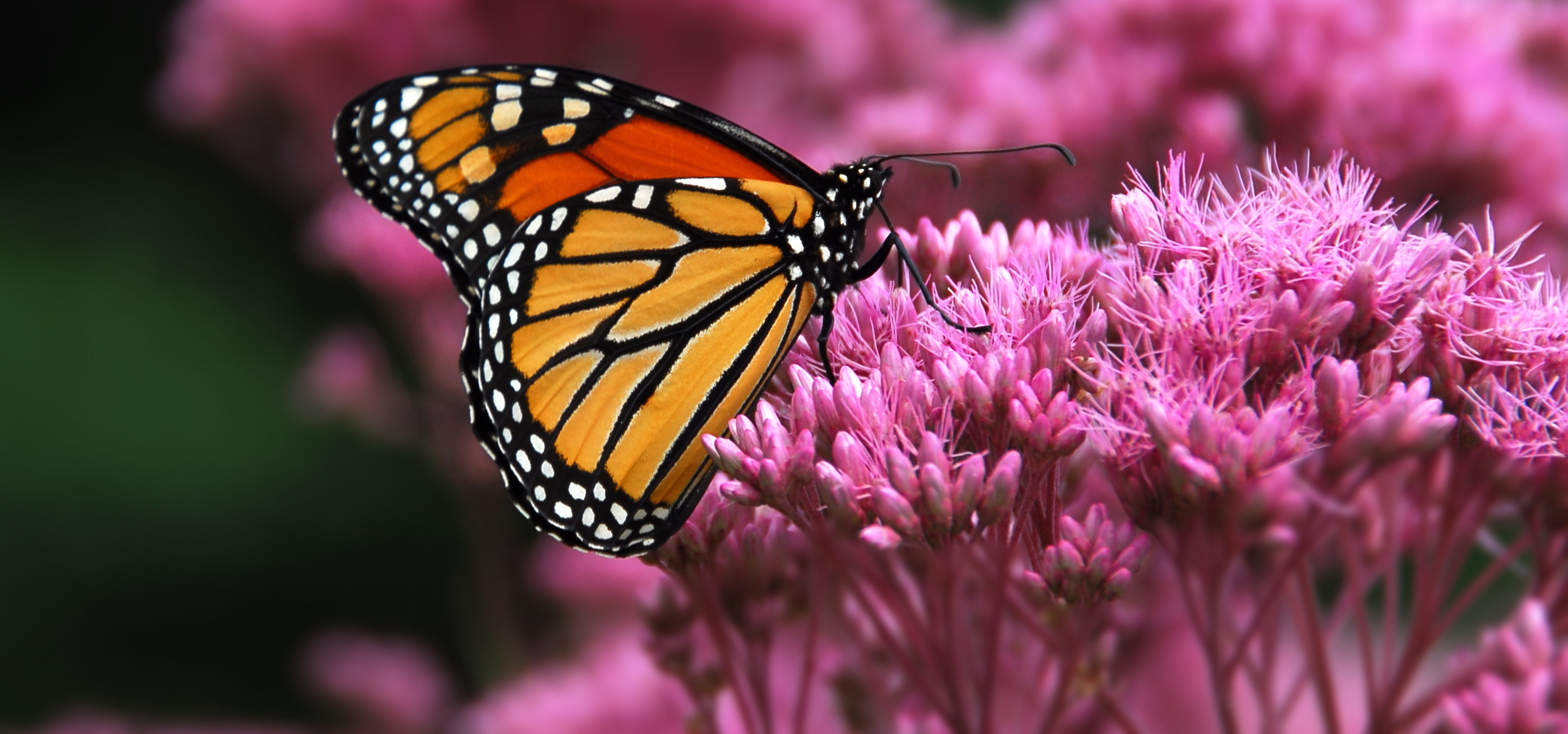 Monarch-butterly-on-flower-© Frank PARHIZGAR