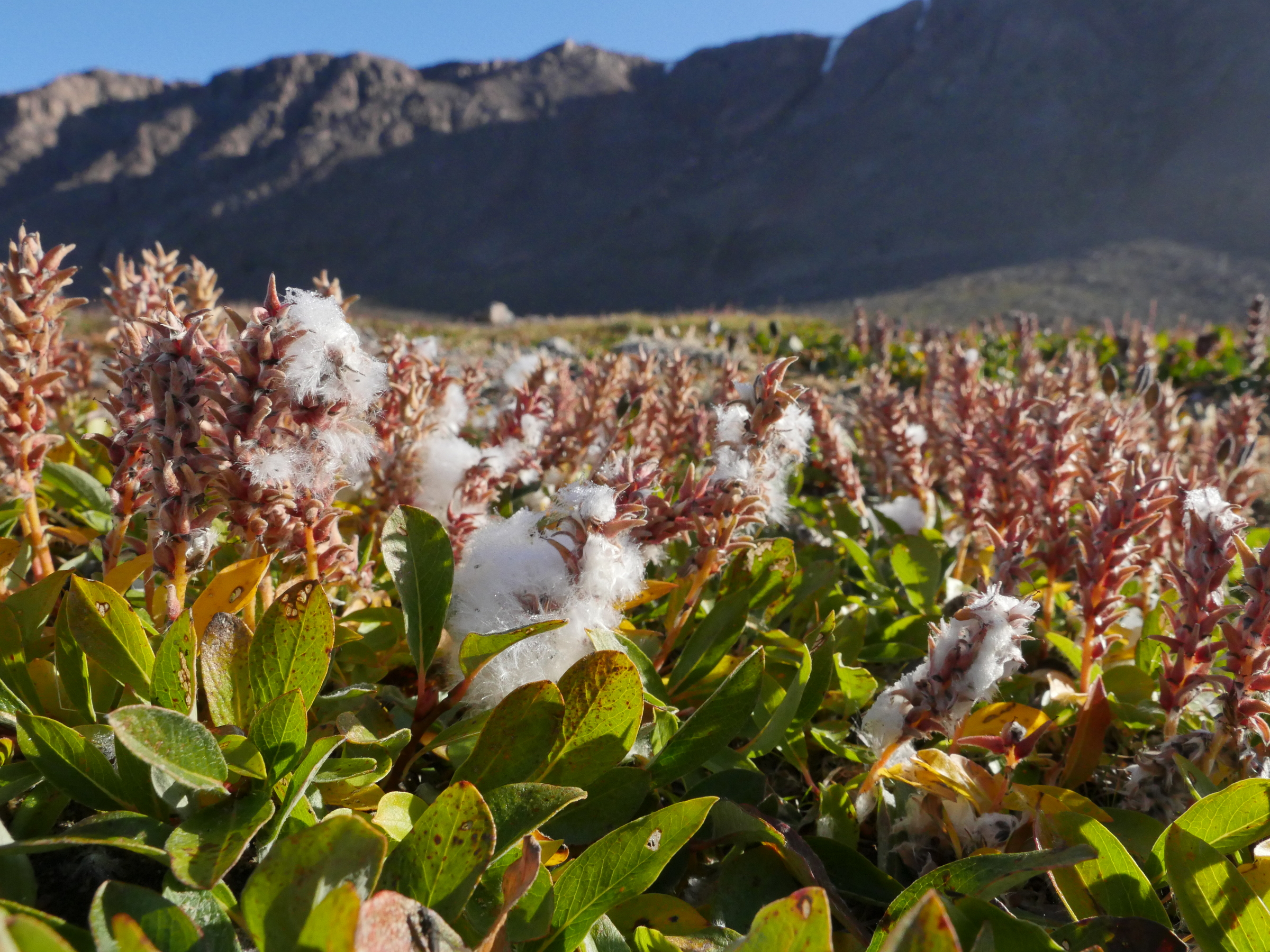 Willov on Ellesmere Island in Canada's Arctic archipelago.