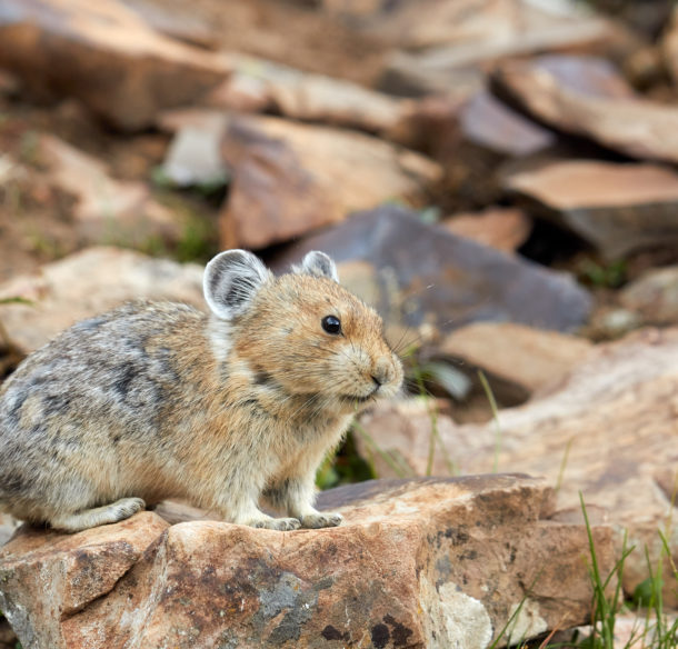 Pika, Canada.