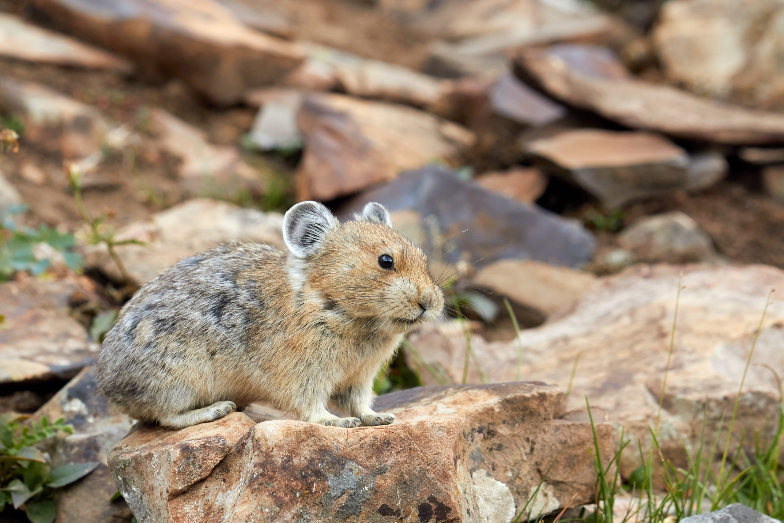 Pika, Canada.