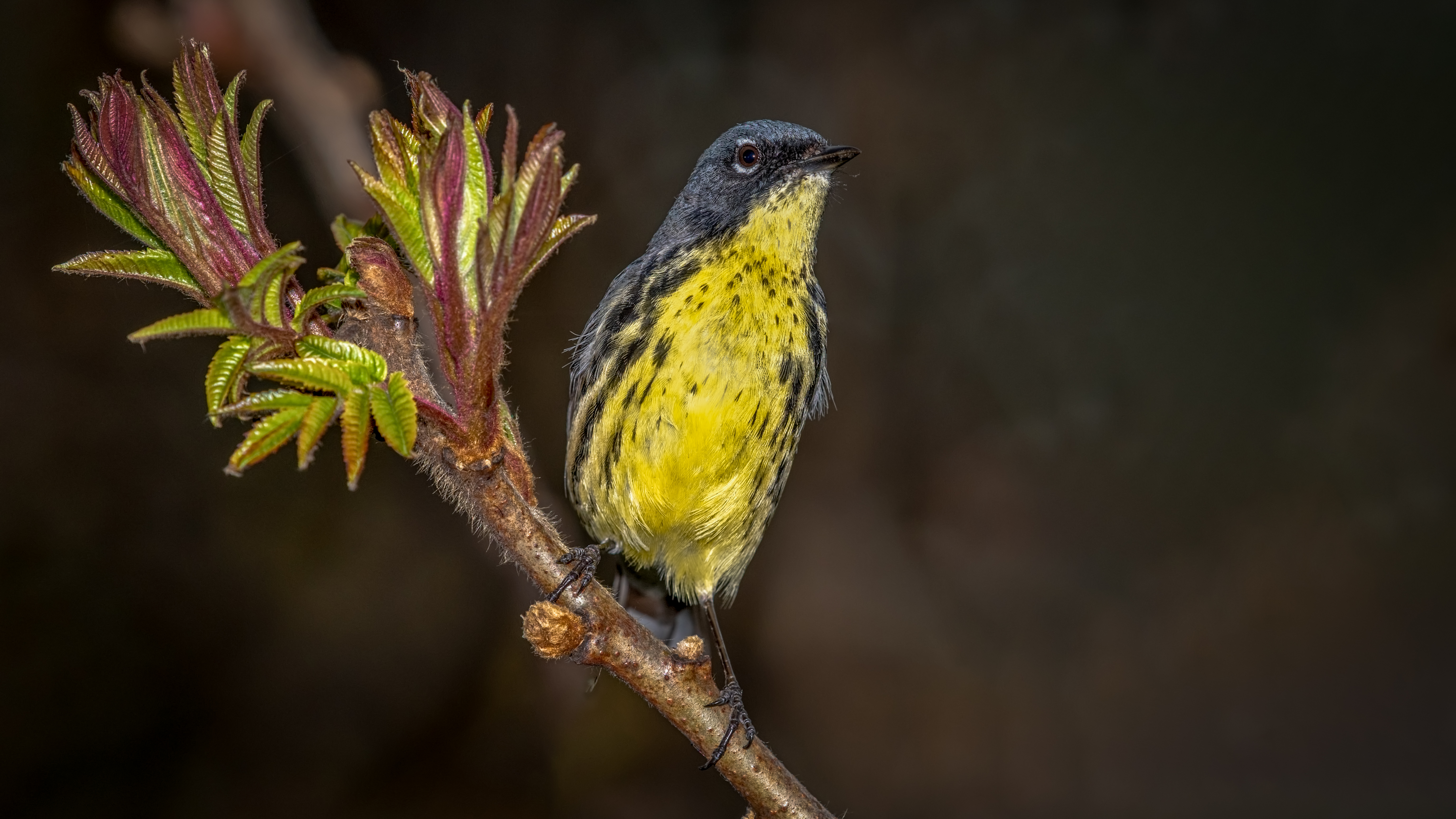 Kirtland's Warbler sitting on a branch during Spring migration.