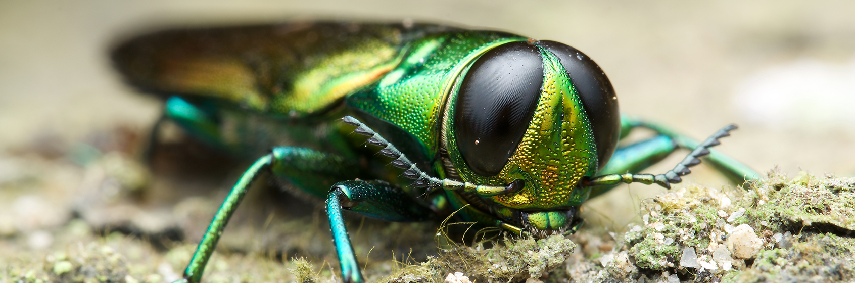 Agrilus planipennis - Emerald ash borer