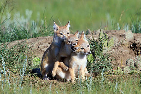 Swift Foxes on the wild grasslands southern Saskatchewan