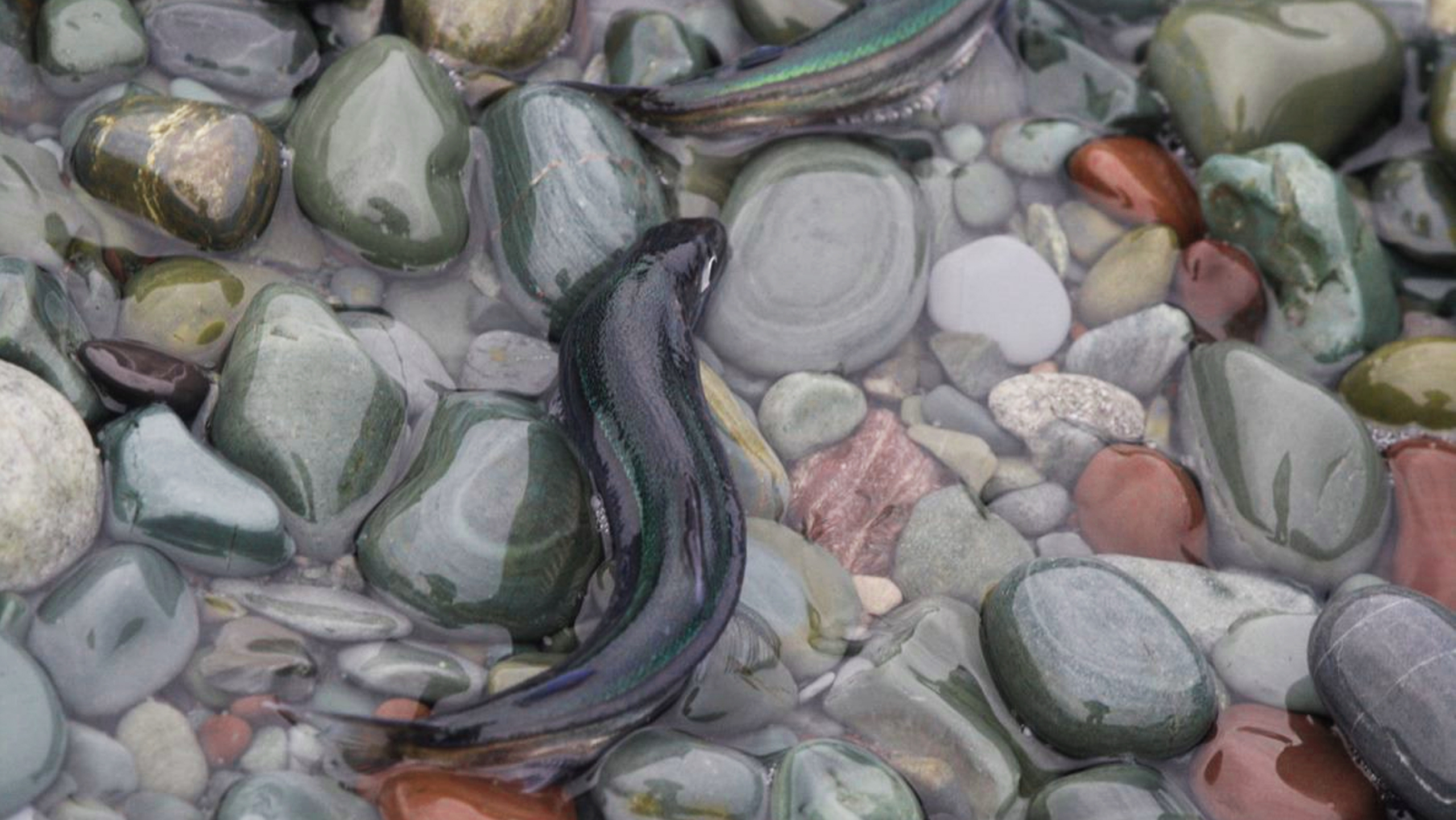 Capelin in Newfoundland