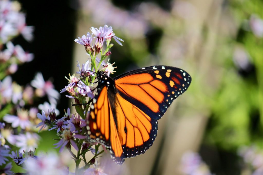 Monarch Butterfly on a purple flower