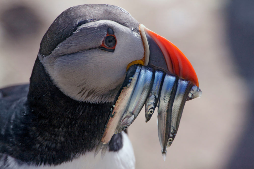 Puffin with fish in beak