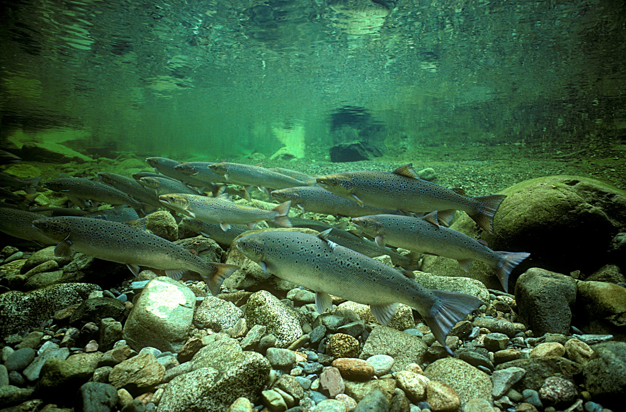 Wild Atlantic Salmon