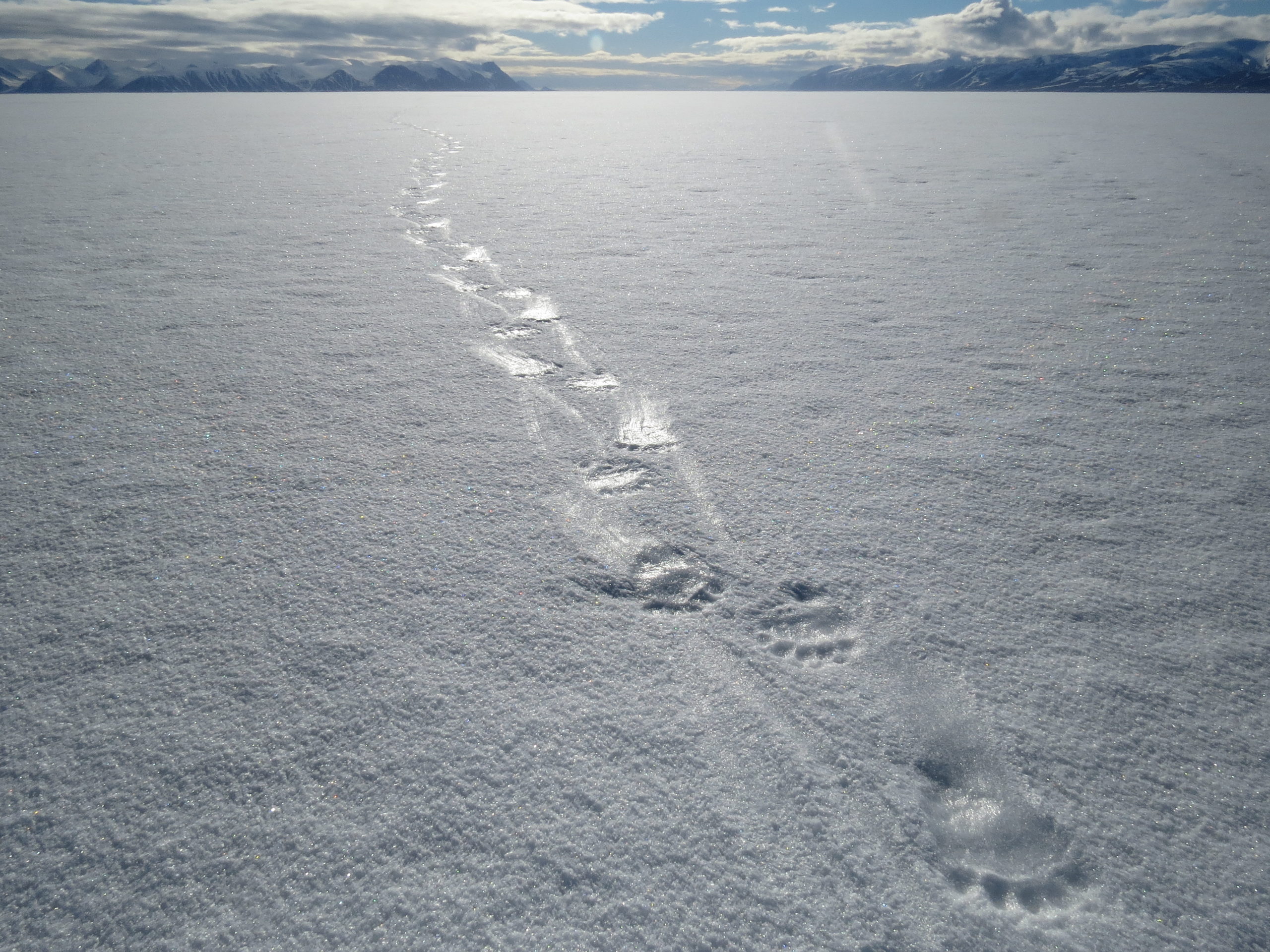 Polar bear paw prints in snow