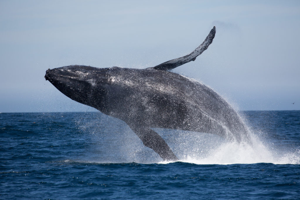 Humpback Whale