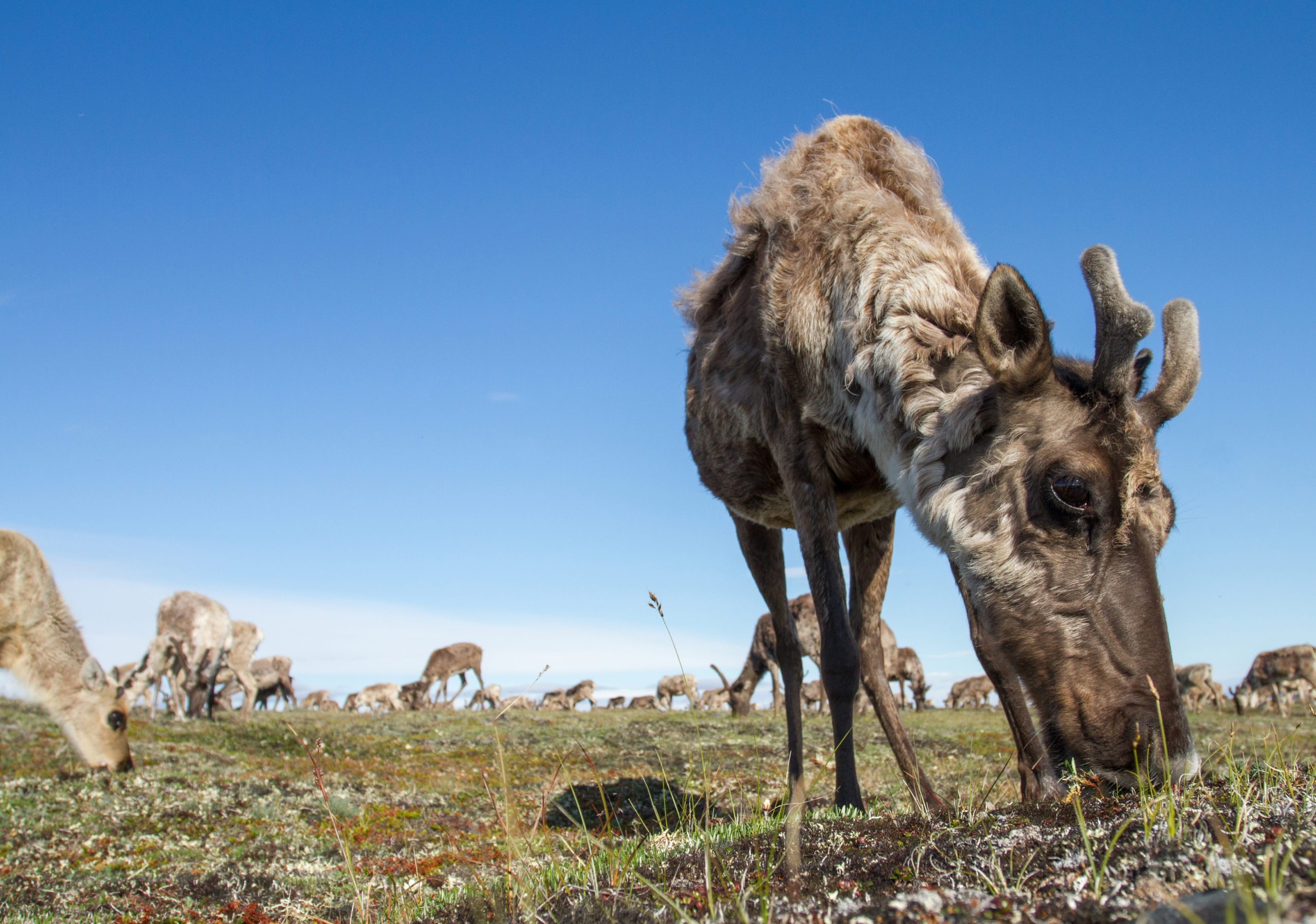 Barren Ground Caribou