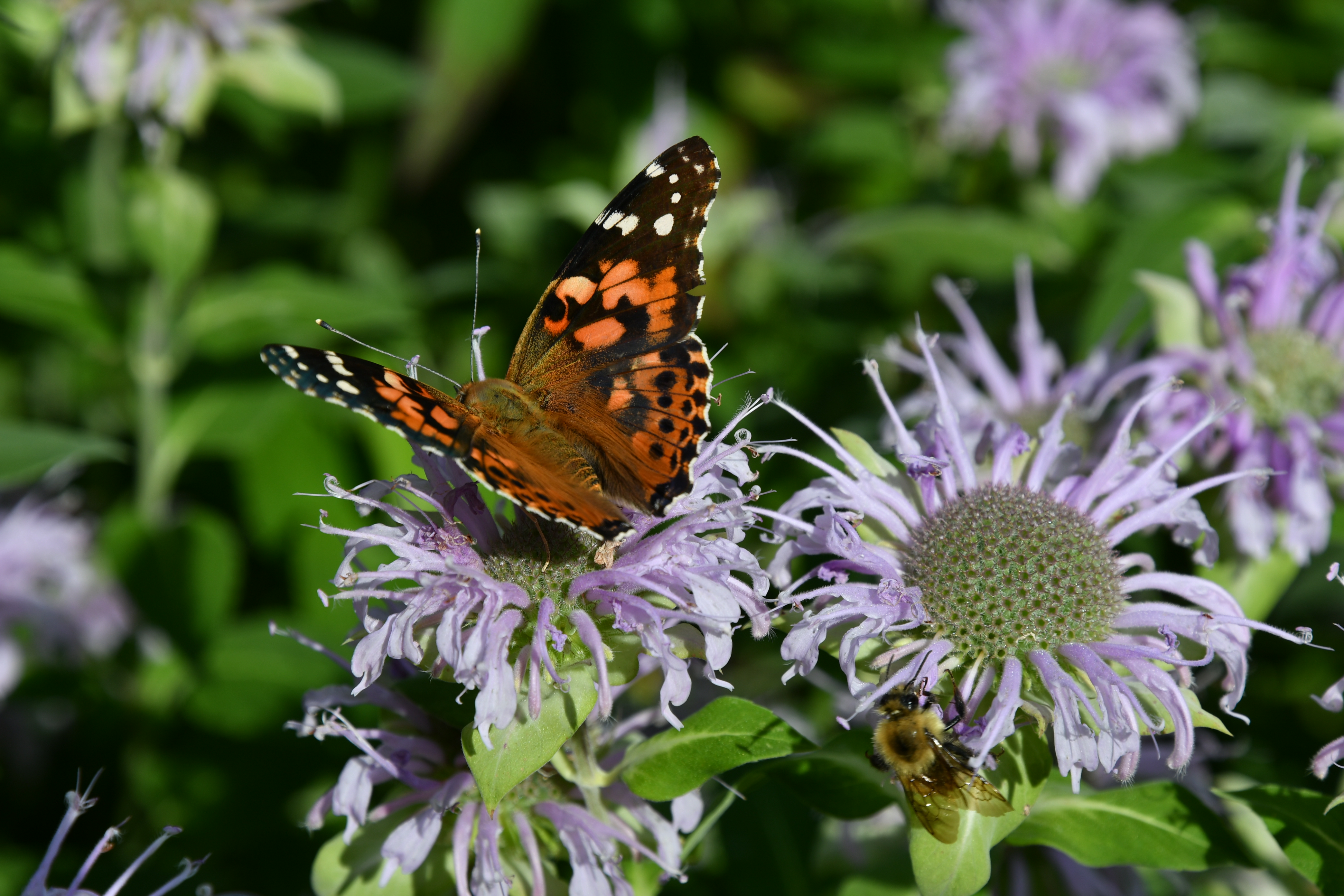 Butterfly landed on purple flower