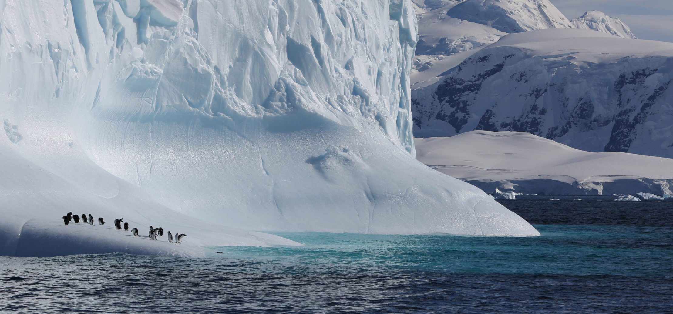 Gentoo penguins taking a rest from fishing on an iceberg in Antarctic Peninsula.