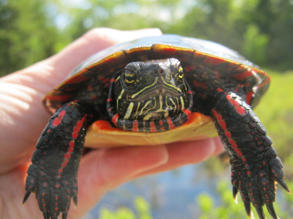 © Emily Giles / WWF-Canada