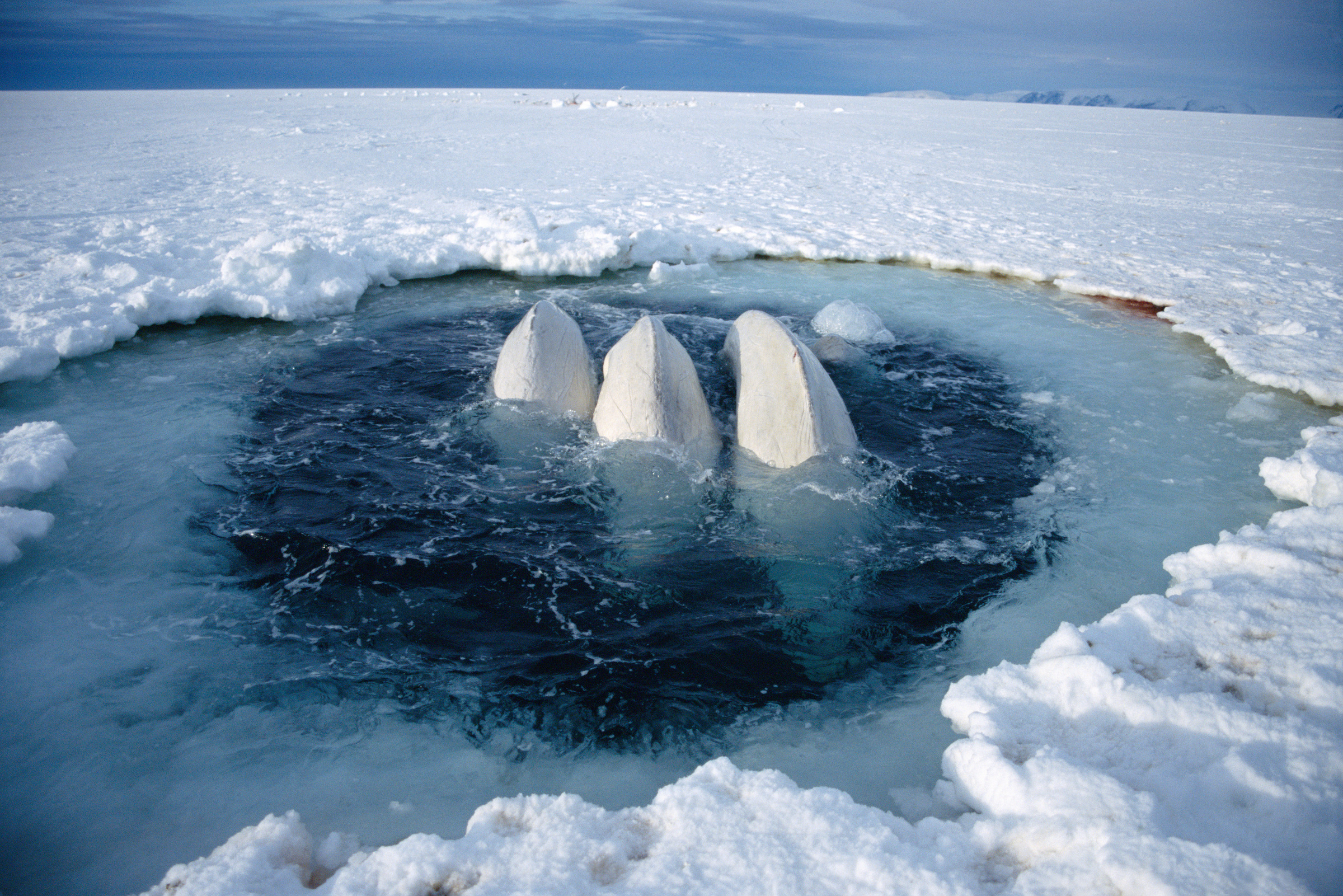 Beluga whales trapped at ice hole (Delphinapterus leucas) too far away to reach open sea