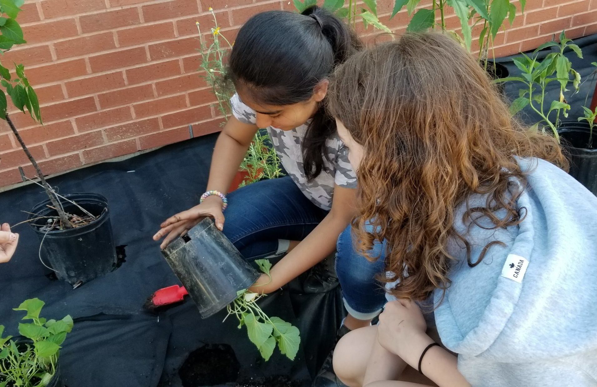 Primary school students learning about gardening