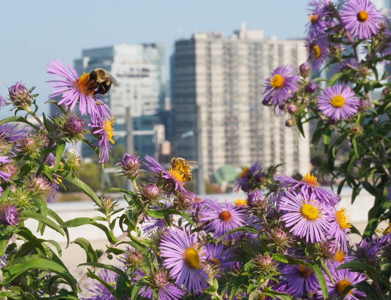 Shettleworth rooftop garden-Annex