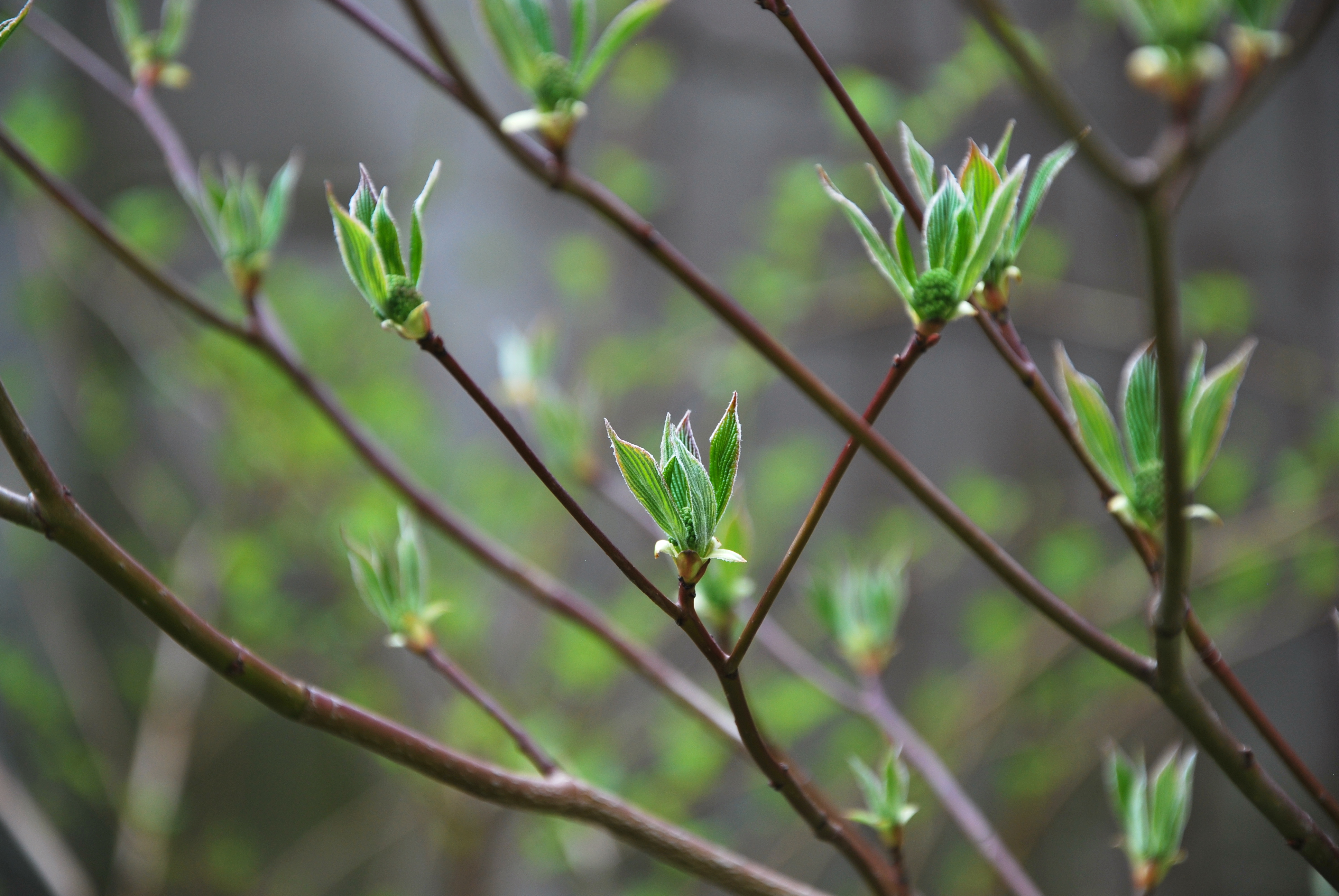 budding leaves