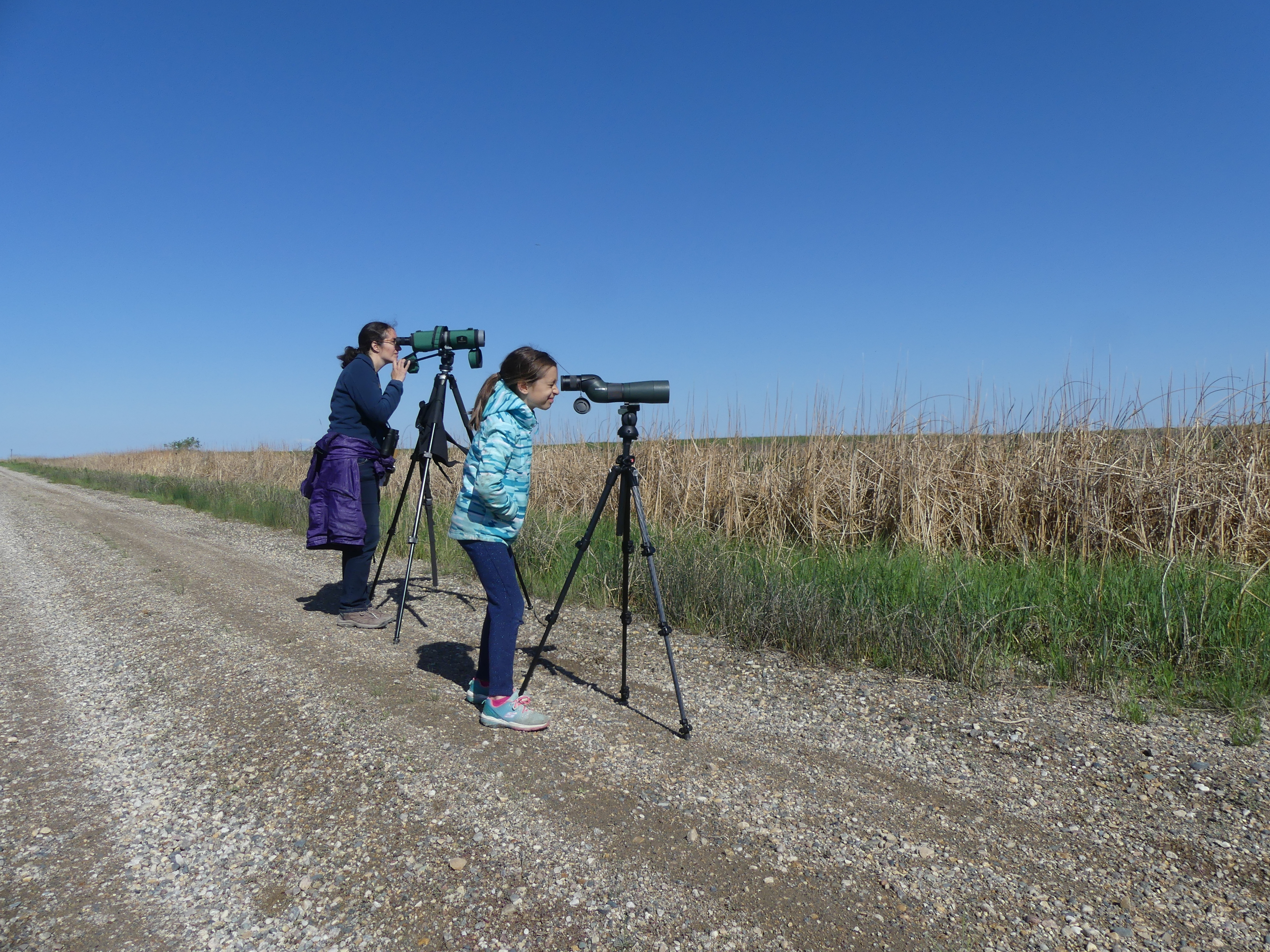 jen and anna observing a franklins gull colony